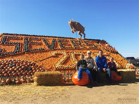 sever's corn maze mn